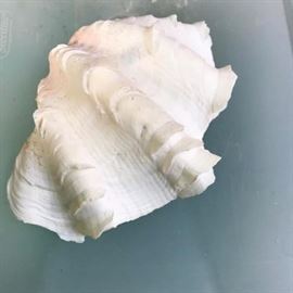 Large white shell. Part of an incredible vintage shell collections.
