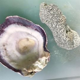 More from the vintage shell collection.