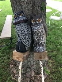 Mr. and Ms. owl