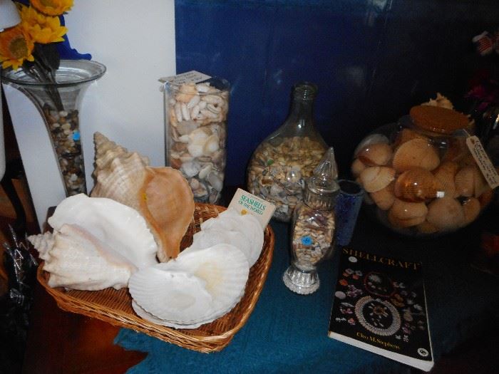 All sizes of sea shells..some in jars..some loose..