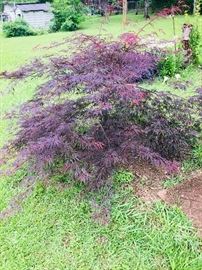 Beautiful Japanese maple at a killer price.  You dig it.  