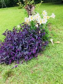 Many beautiful yard plants.  You dig.