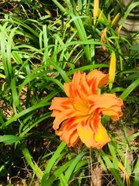 Beautiful double daylillies.  You dig