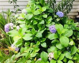 Hydrangeas.  You dig