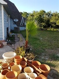 Clay Flower Pots, Mexican Palm