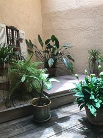 Potted plants, yes - for sale!