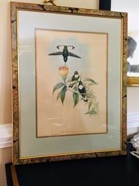 Gould Hummingbird Prints, pair