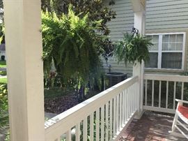 Boston ferns