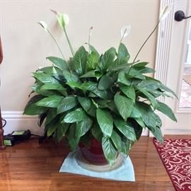 Large Peace Lily, 36" H. 