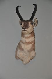 Authentic antelope head!! 