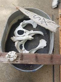 bones