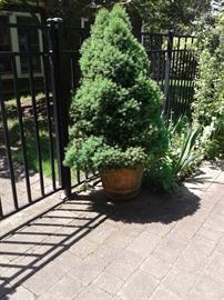 One of a pair of large planters with evergreen 