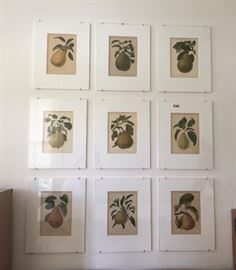 Antique fruit prints. 