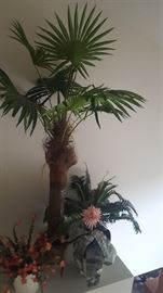 Tropical tree