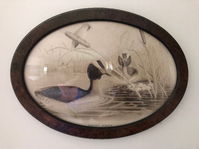 late 1800's to 1930's Pair of Duck prints Podiceps Auritus, with Convex glass