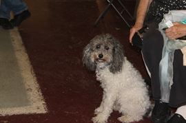 Allie - Not for Sale