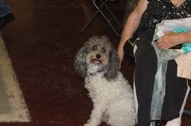 Allie - Not for Sale