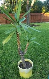 groovy 70's pot with yucca plant