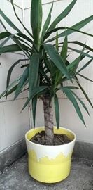 Retro Yellow Pot
