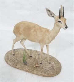 Lot 151 Small Standing Full Body AFRICAN STEENBOK Taxider