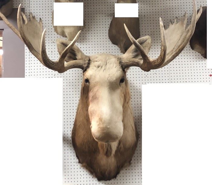 Lot 158 Very Large MOOSE Shoulder Mount Taxidermy. Comple