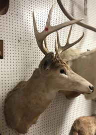 Lot 165 8 Point DEER SHOULDER MOUNT Taxidermy. Four Point
