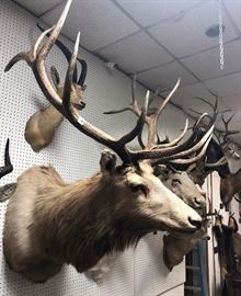Lot 168 Extremely Large ELK Shoulder Mount Taxidermy. Six