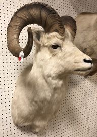 Lot 170 DALL SHEEP Shoulder Head Taxidermy Mount. Curled 