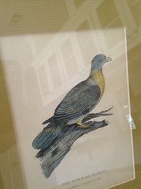 Matted art:  Hurrial pigeon is the yellow-footed green pigeon and is a common species of green pigeon found in the Indian subcontinent.