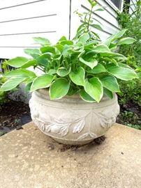 Concrete planter with hostas.