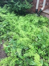 Ferns for sale