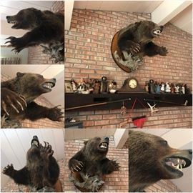 Canadian Bear Head and Shoulders Mounted