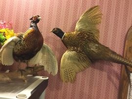 Taxidermy pheasants