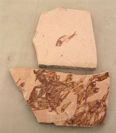 Fish Fossil in Limestone