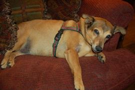 Bungie the Mascot hard at work