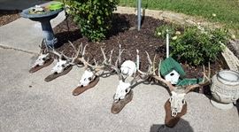Mounted Deer Antlers