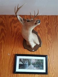 Wall Mount White Tail Deer, Print