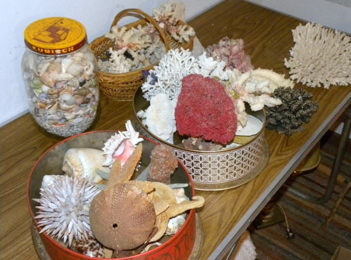 Large Collection of Shells & Coral
