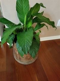Plants and outdoor items