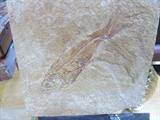 Green River Fossil