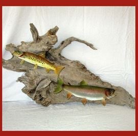 Large Driftwood with Taxidermy Fish 