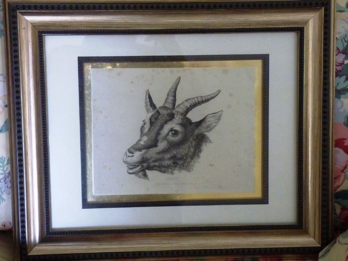 Antique 1809 Copperplate engraving GOAT