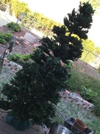 Huge Christmas Tree in wrong stand,  my bad but it’s a beauty, and two more as well