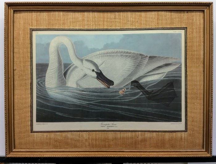 Trumpeter Swan by Audubon