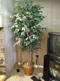 Fake ficus tree!!  Wait until you see the one in the den!!