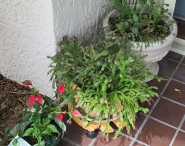 Plants and planters needing new homes