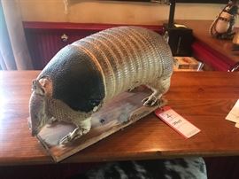 Lot 4: Taxidermy Armadillo