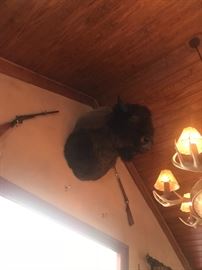 Lot 60: Taxidermy Buffalo Shoulder Mount