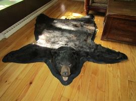 authentic Bear skin rug