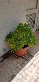 potted plants